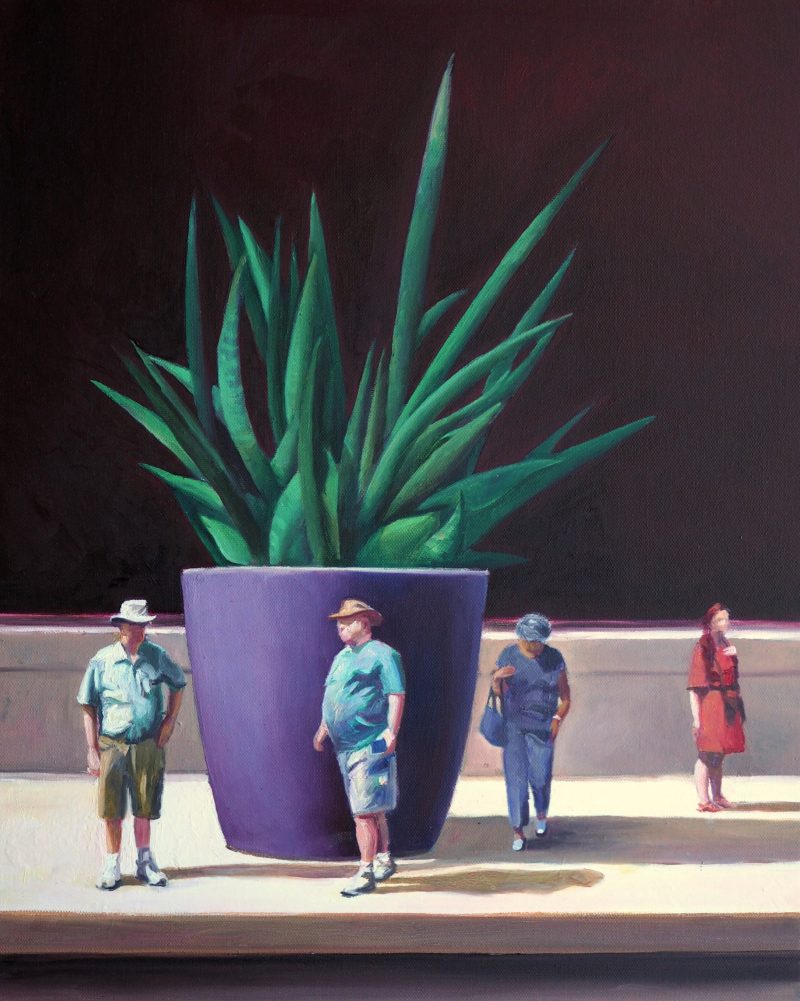 Sansevieria cylindrica, 2019